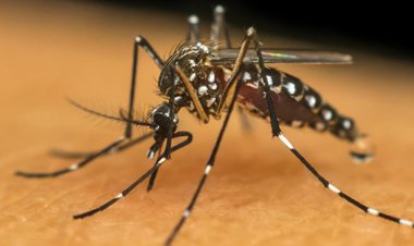 Brasil registra 1,66 milhão de casos prováveis de dengue em 2025 Número representa queda de 75% em relação a 2024